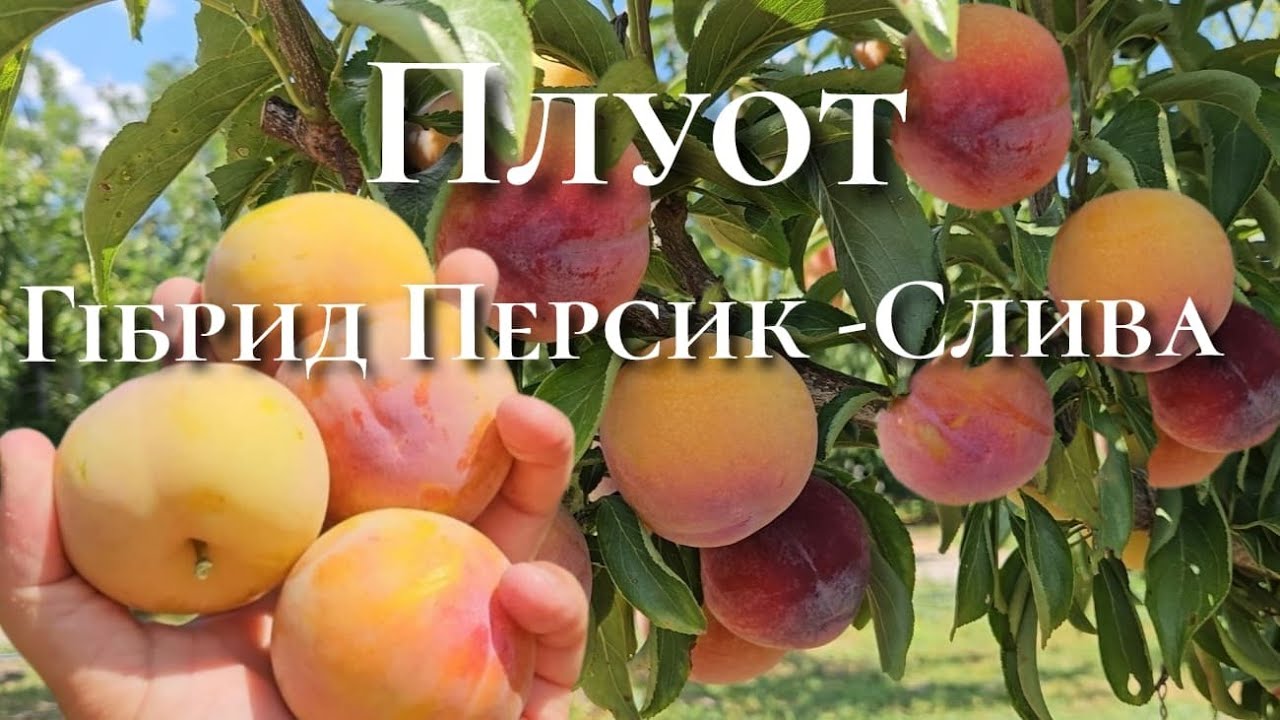 Плуот Гібрид Персик - Слива.Самий смачний сорт.