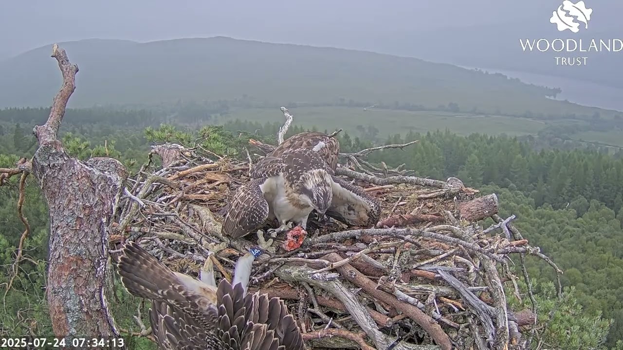 Oh no! Breac hangs upside down off Loch Arkaig Osprey Nest Two trying to get fish two! 24 Jul 2025