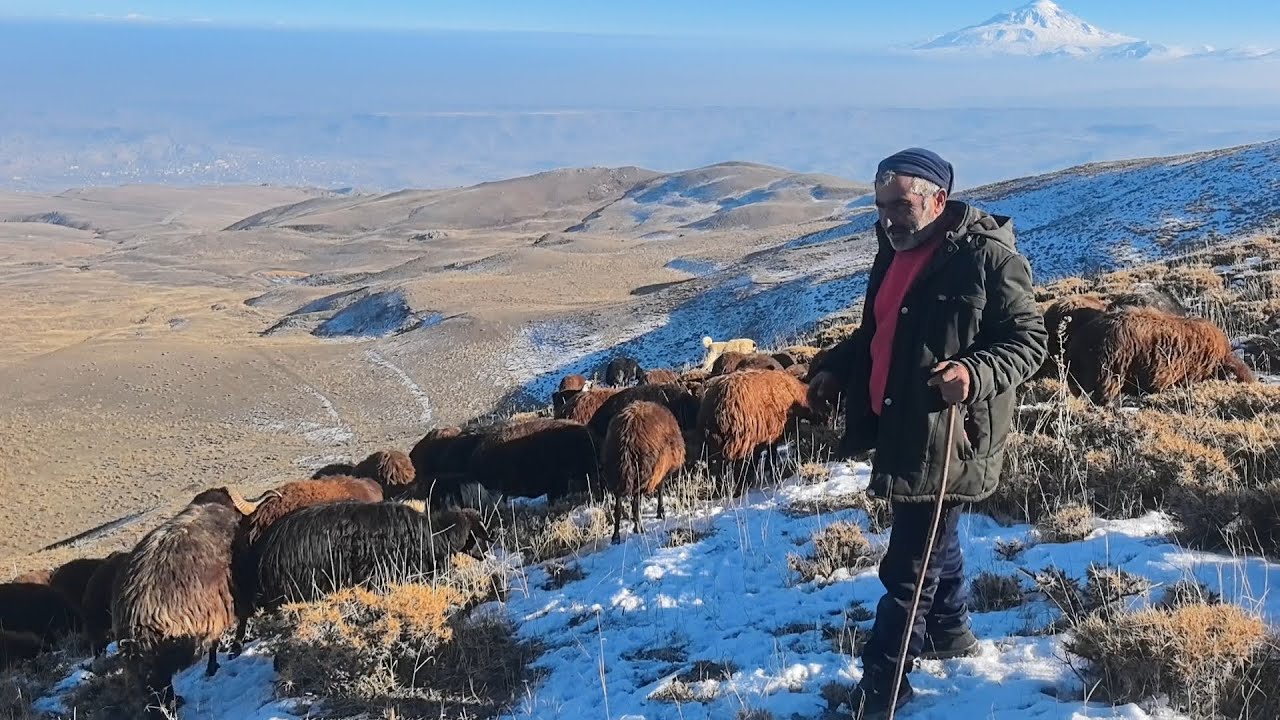 KURT KOKUSUNDAN KÖPEKLER GÜN BOYU DURMUYOR.