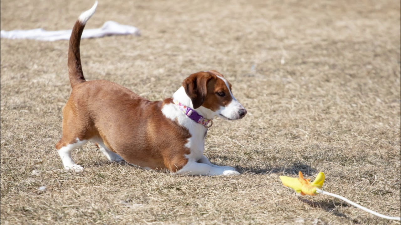 Canine body language: what do ears tell us?