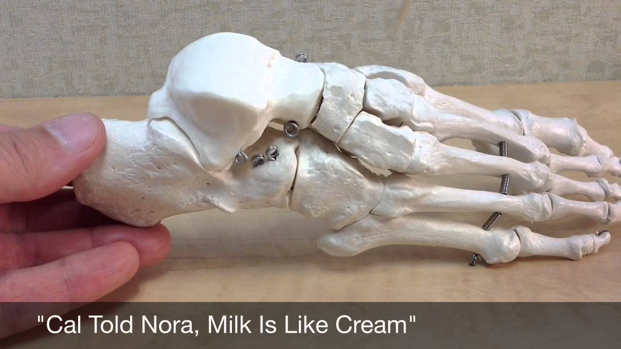 Bones of the Foot