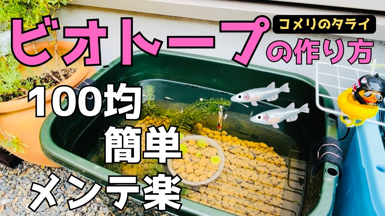 【初心者さんも必見】コメリの998円タライと100均商品でビオトープ立ち上げ！わかりやすいシンプルな基本の作り方【屋外メダカ飼育】
