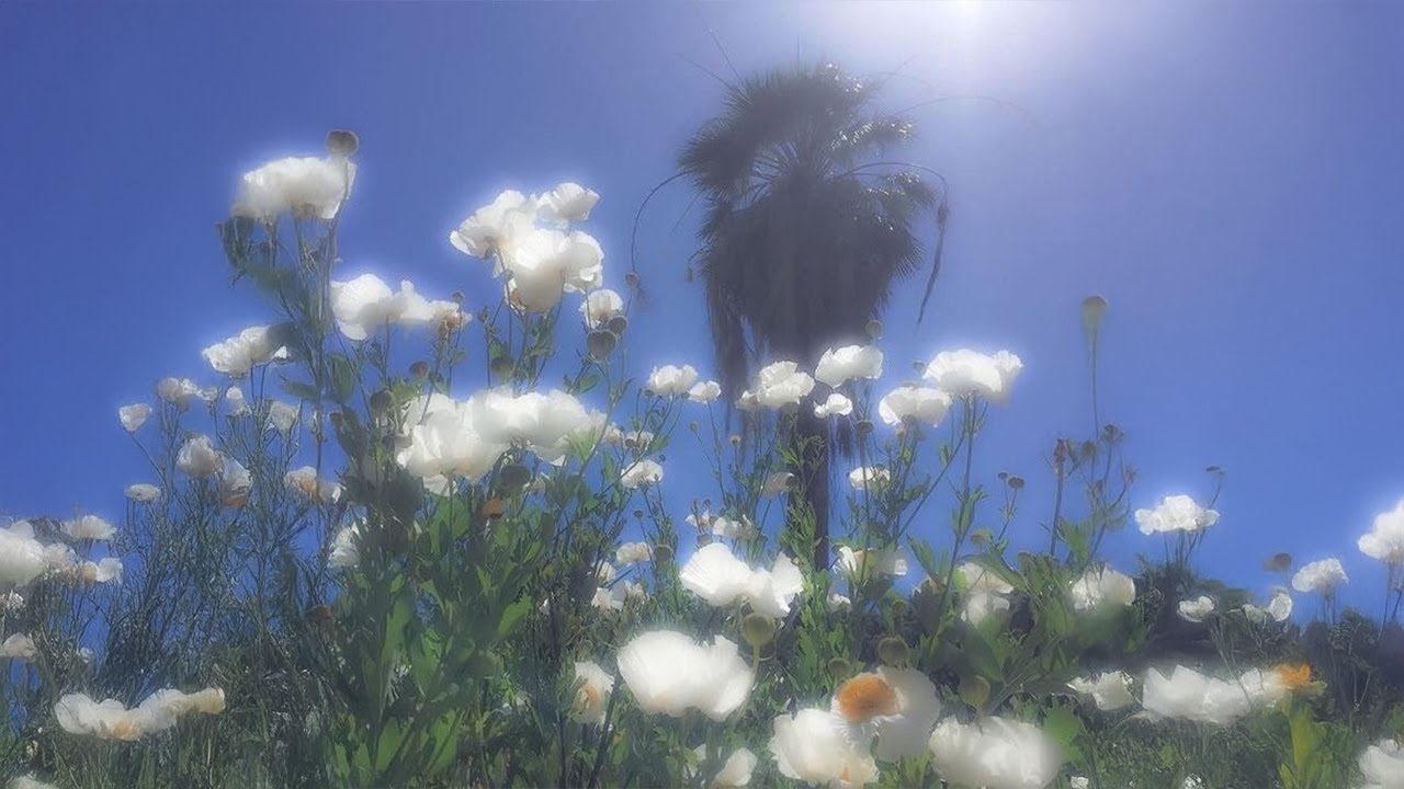 [Playlist] 여름 노스텔지어 | summer dreamcore | nature nostalgic aesthetic