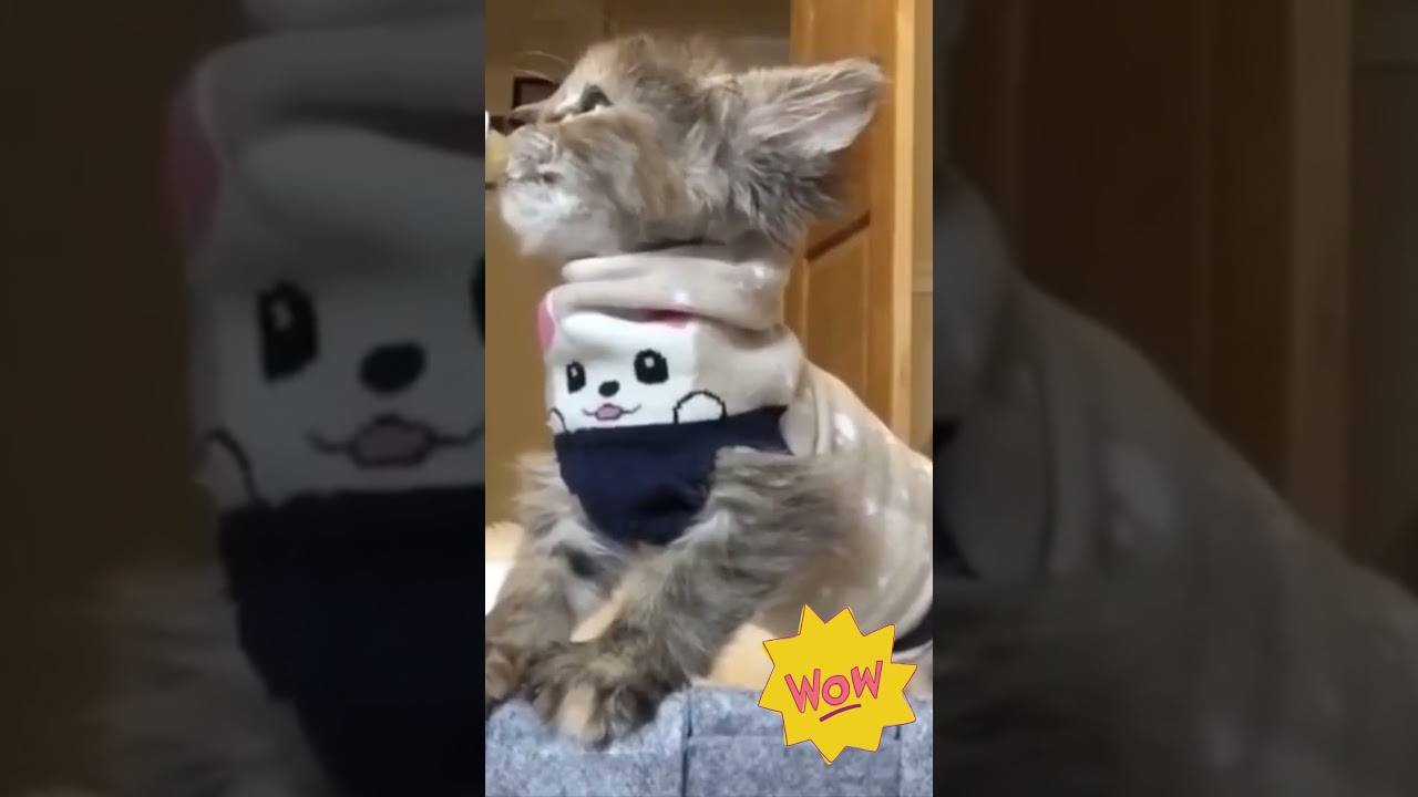 Cutest baby animals Funny Moments Videos. Cute moment Funny Prank with the Animals! So Funny #Shorts