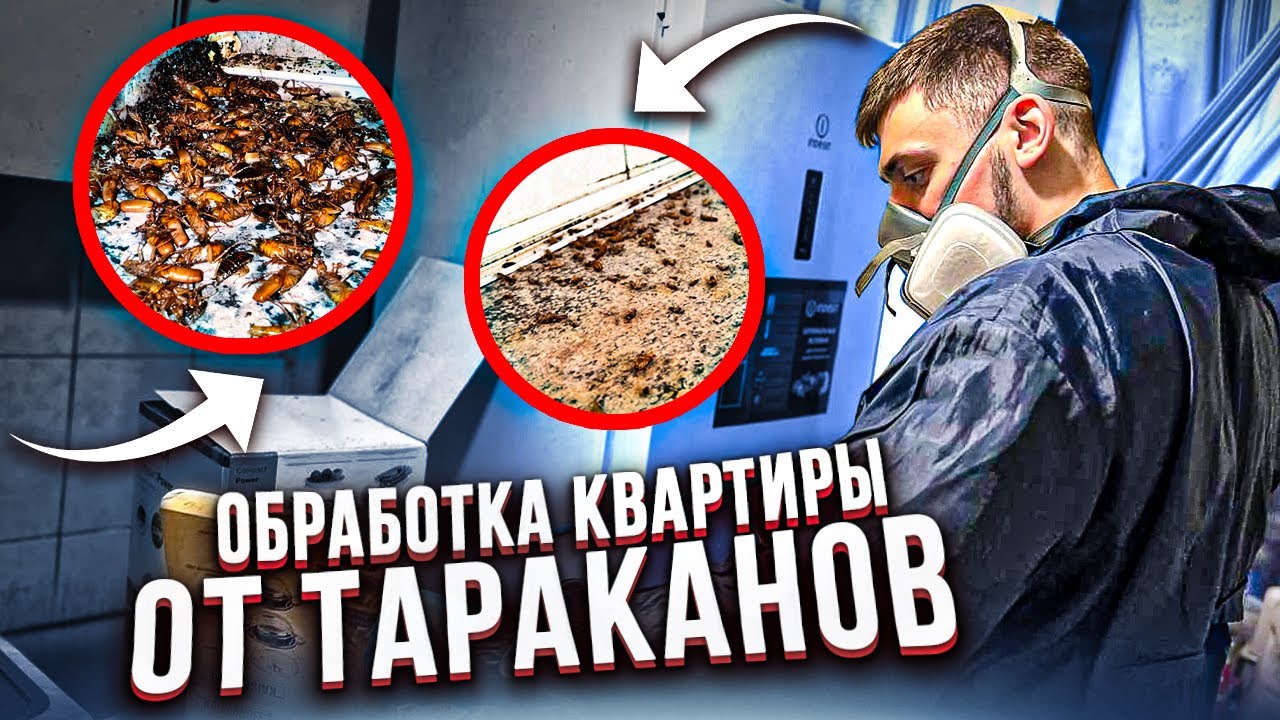 Обработка квартиры от тараканов | Высокое заражение