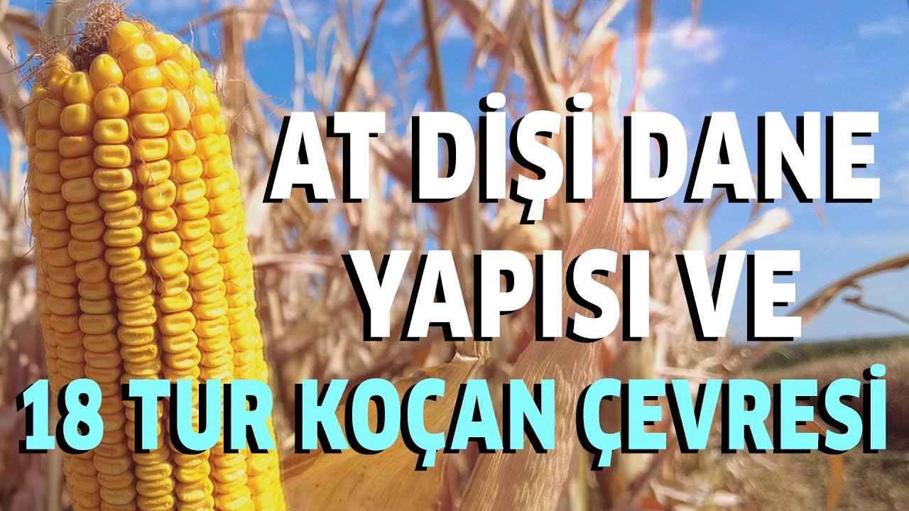 At Dişi Dane Yapısı ve 18 Tur Koçan Çevresi! - Tarım Aktüel
