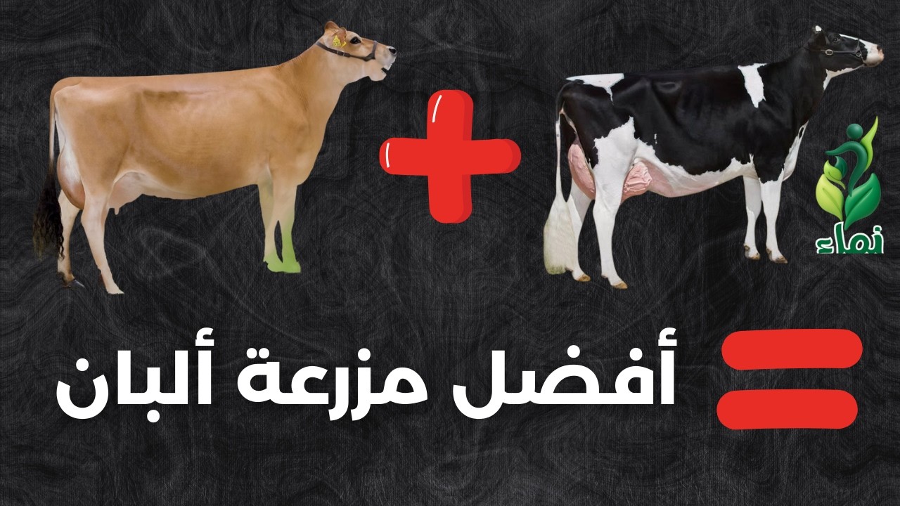 أفضل مزرعة البان