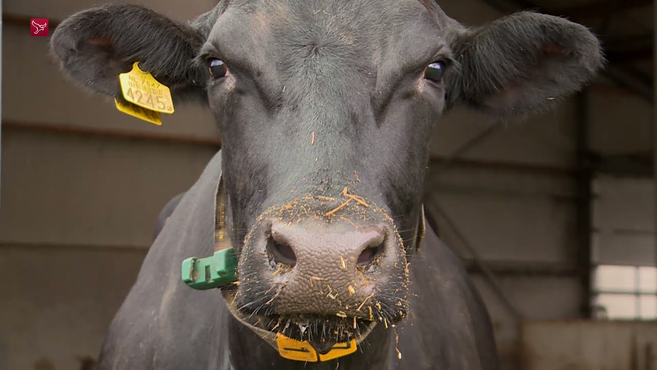Provincie met 60 boeren in gesprek om uitstoot stikstof te verminderen