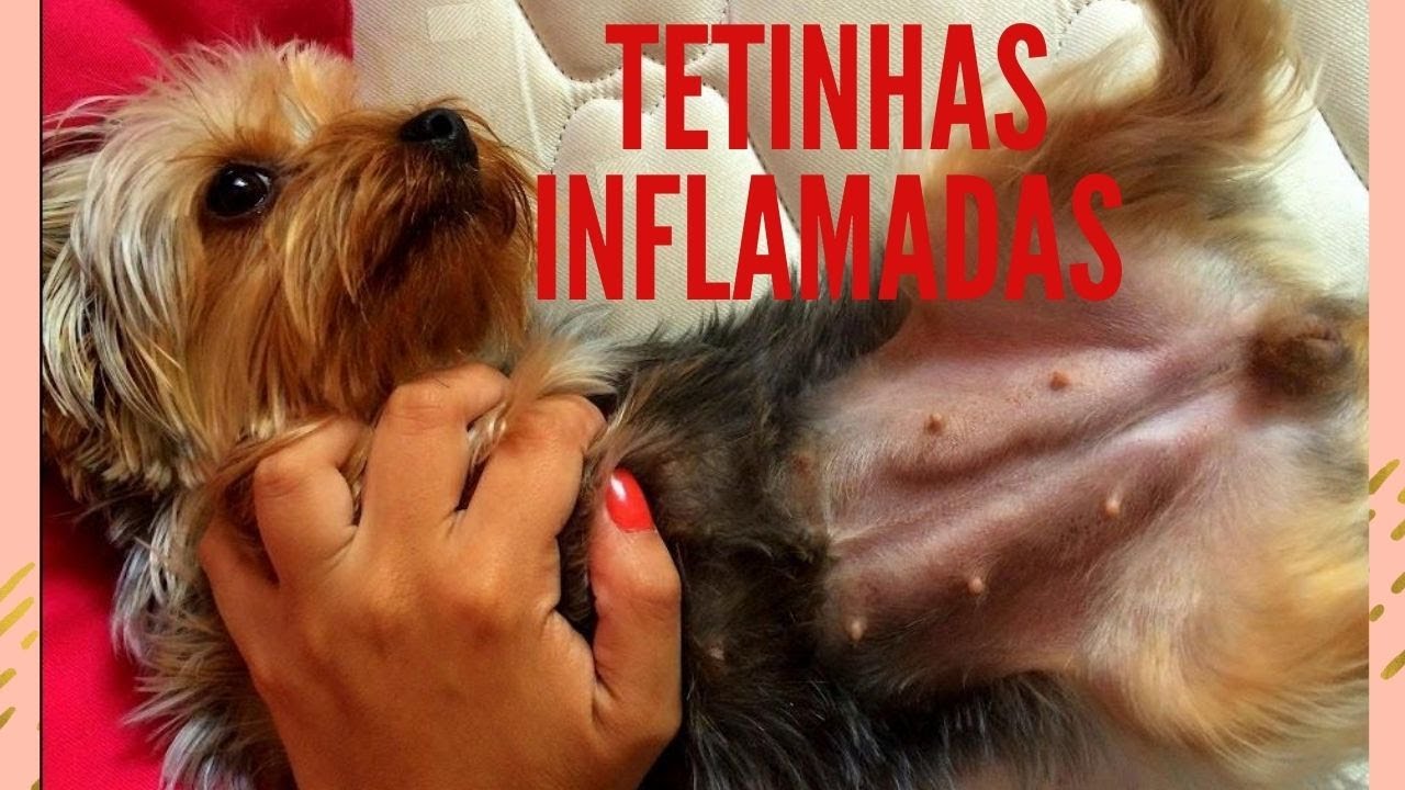 Cadela com tetinhas duras roxas e inflamadas pós cio - Mastite- Dica Caseira- Chá de Salsinha