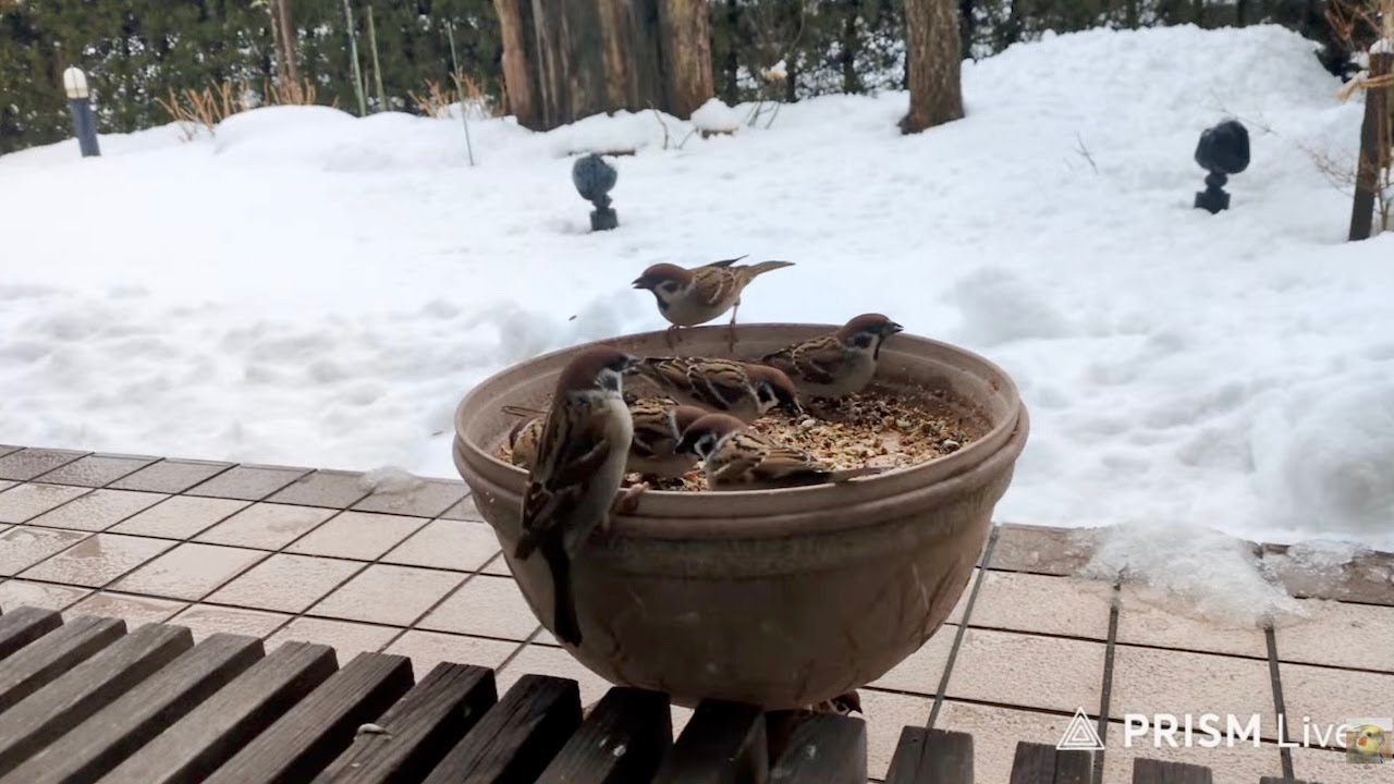 2026年1月24日  今日の野鳥(バッテリー切れまで)