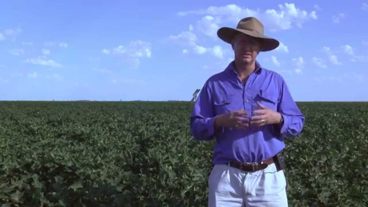 Waterlogging in cotton
