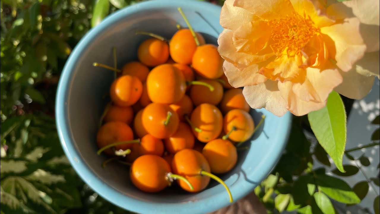 Garcinia livingstonei Harvest, aka Imbe Fruit aka African Mangosteen Harvest