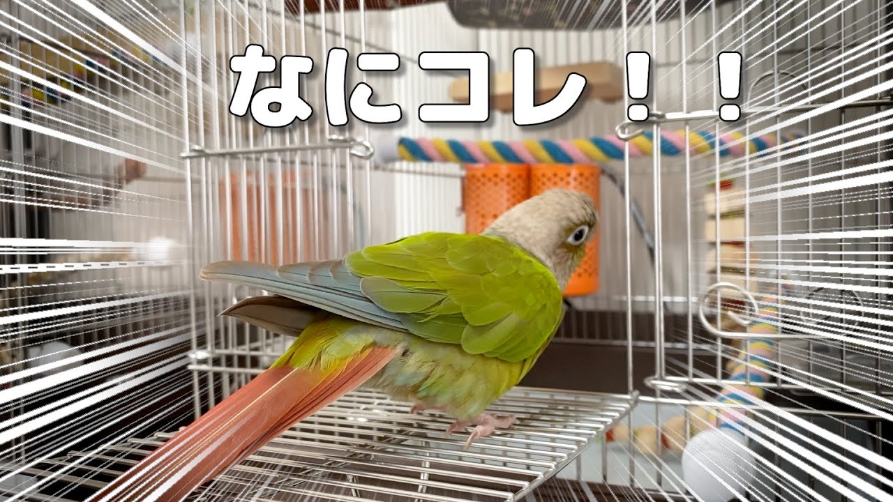 新しいハンモックに驚いて凍りついてしまったインコ💦