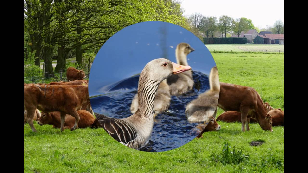 Lente van 2016 Hans Vaessen natuurfotografie