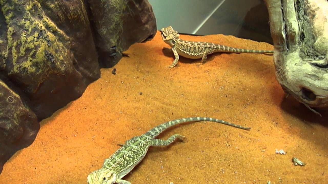 Alimentation de Pogonas Vitticeps Juveniles.