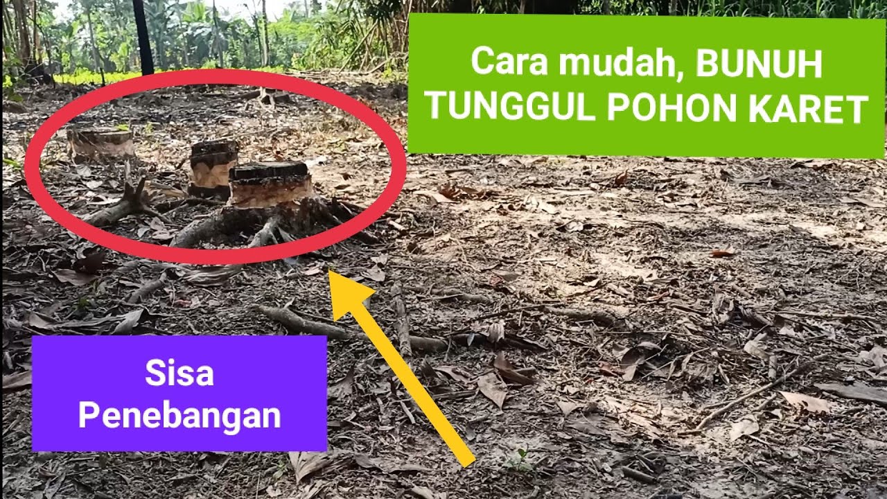 CARA MUDAH, MEMBUNUH TUNGGUL POHON KARET Sisa Penebangan