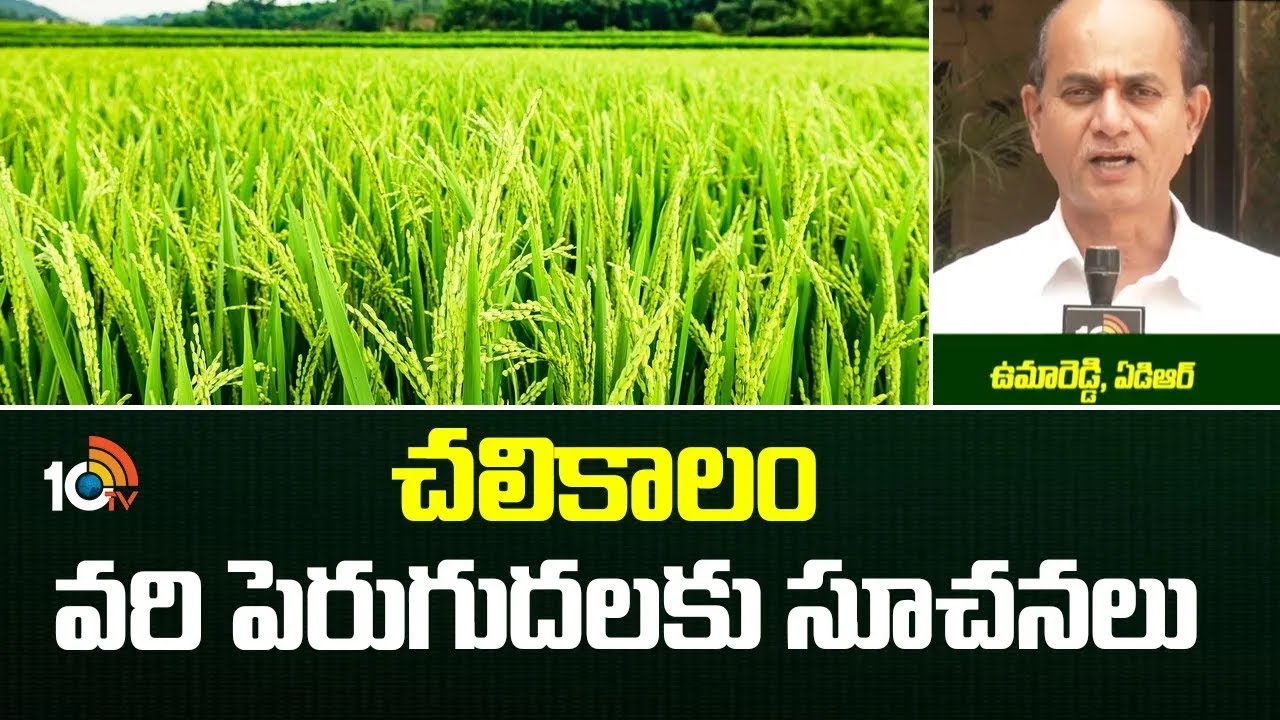 చలికాలం వరి పెరుగుదలకు సూచనలు | Paddy Crop Techniques | Winter Season | Matti Manishi | 10TV