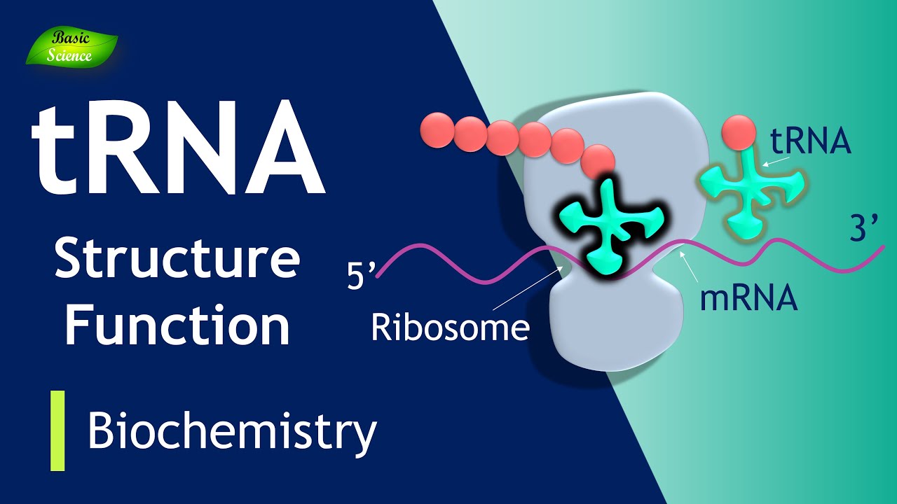tRNA | tRNA Charging | tRNA Function | BIOCHEM I PART-7 | Protein Synthesis| Basic Science Series