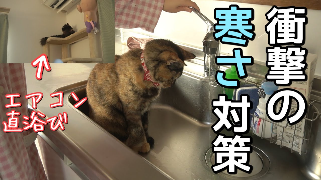 なぜそこに？猫たちの寒さ対策が賢すぎる件