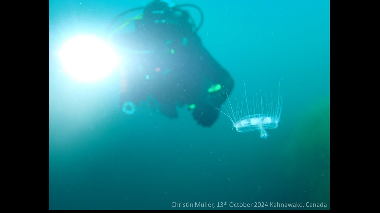 Invasive Freshwater Jellyfish - Why Are They Increasing & What Do They Do in Lakes?