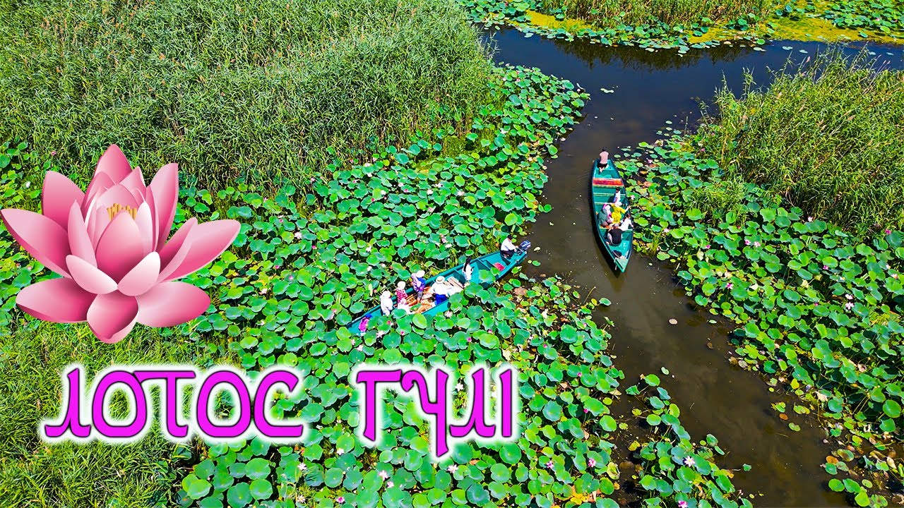 Құрманғазы ауданында өсетін лотос гүлін тамашалап көріп келдік
