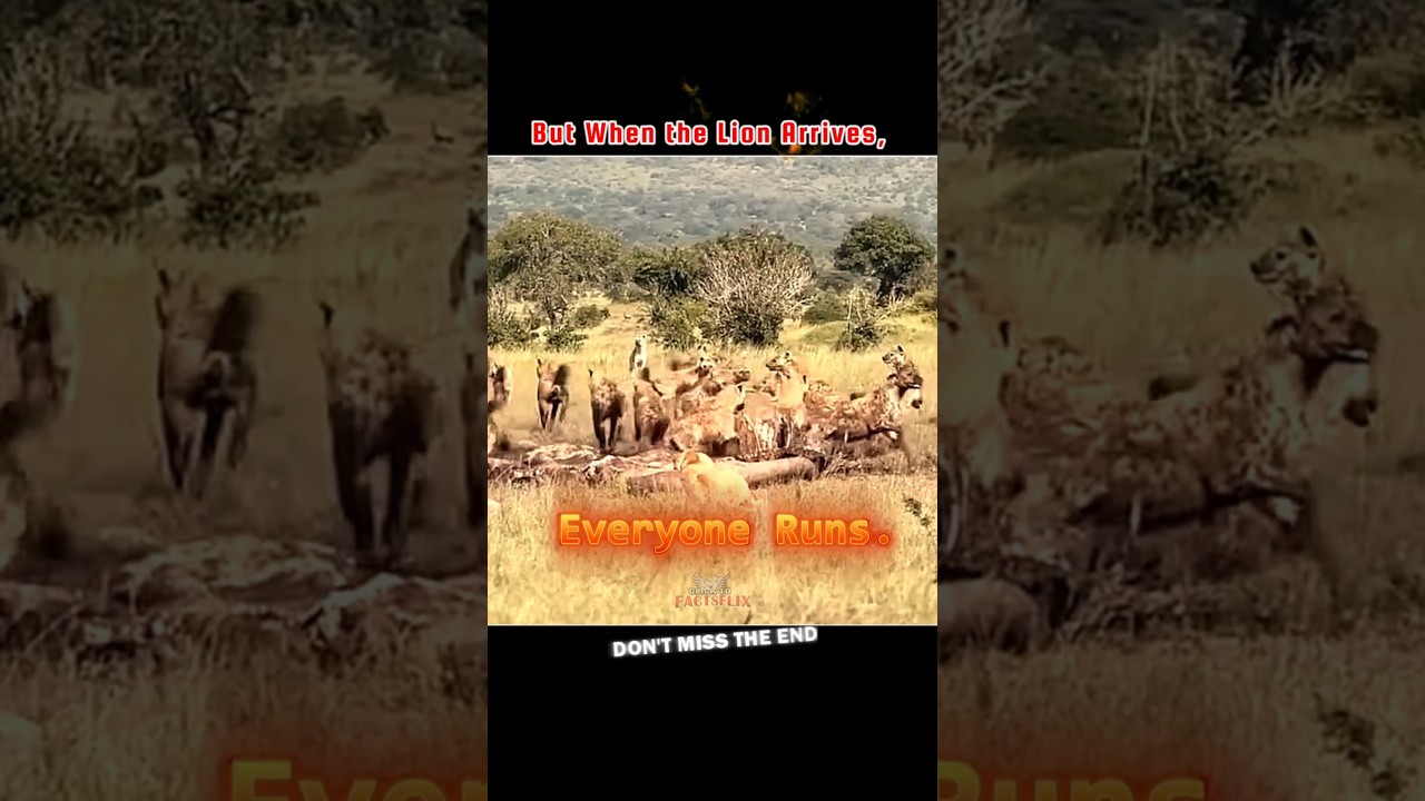 || Leopard Vs Wild Dog Vs Hyenas Vs King Lion !🔥👑 #viralanimals ...