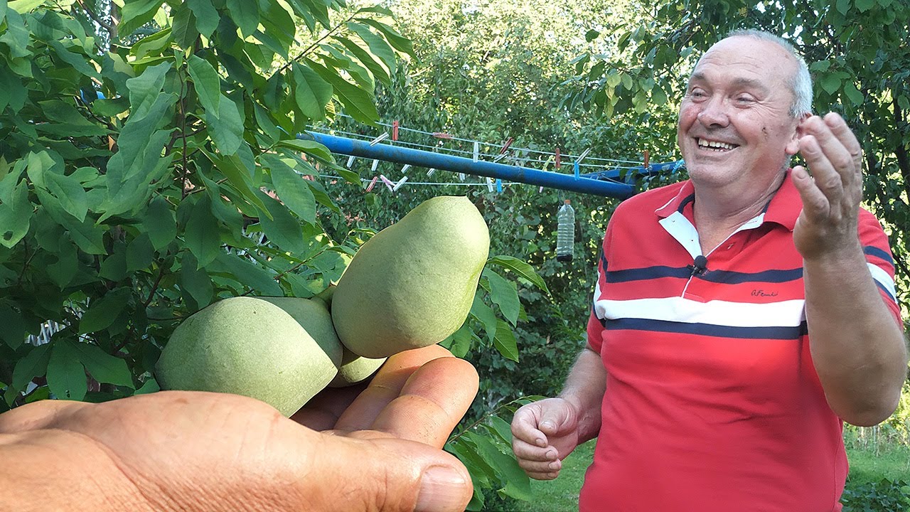 Indijanske banane čekao šest godina