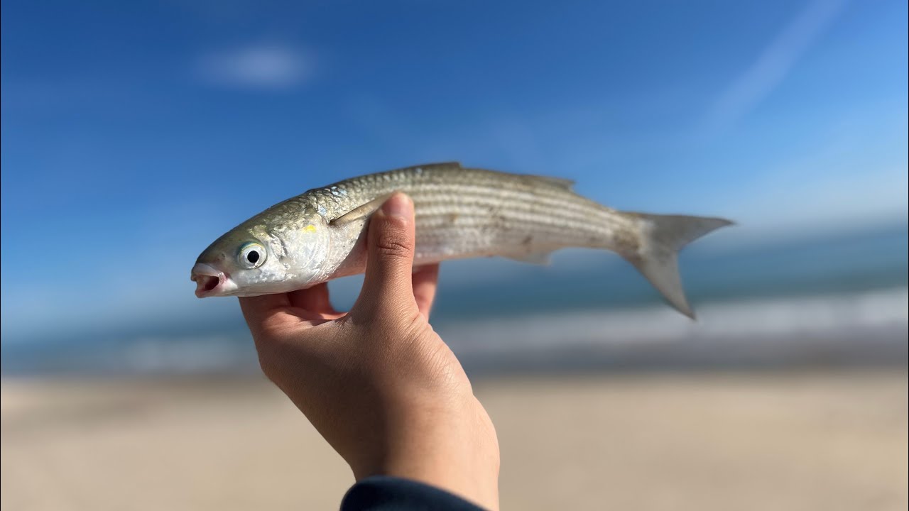 #22 Sortie de pêche à korba 