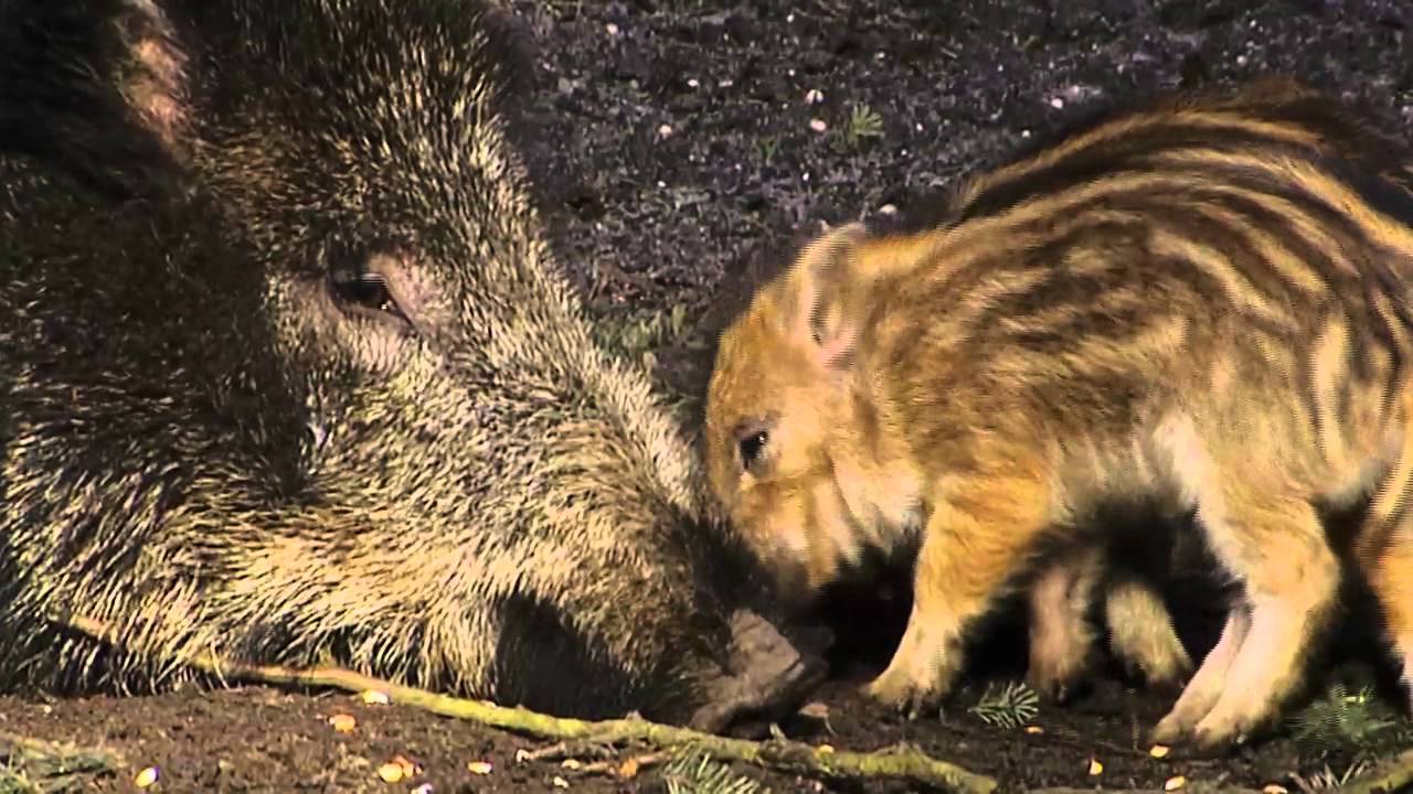 De 'nozem' van het bos: het wilde zwijn