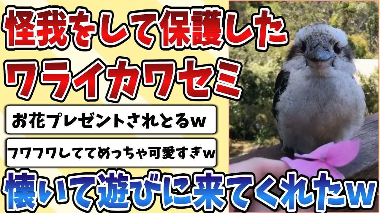 【2ch動物スレ】怪我をして手当をするために保護した【ワライカワセミ】ががっつり懐いてきて遊びに来てくれるようになったｗｗｗ