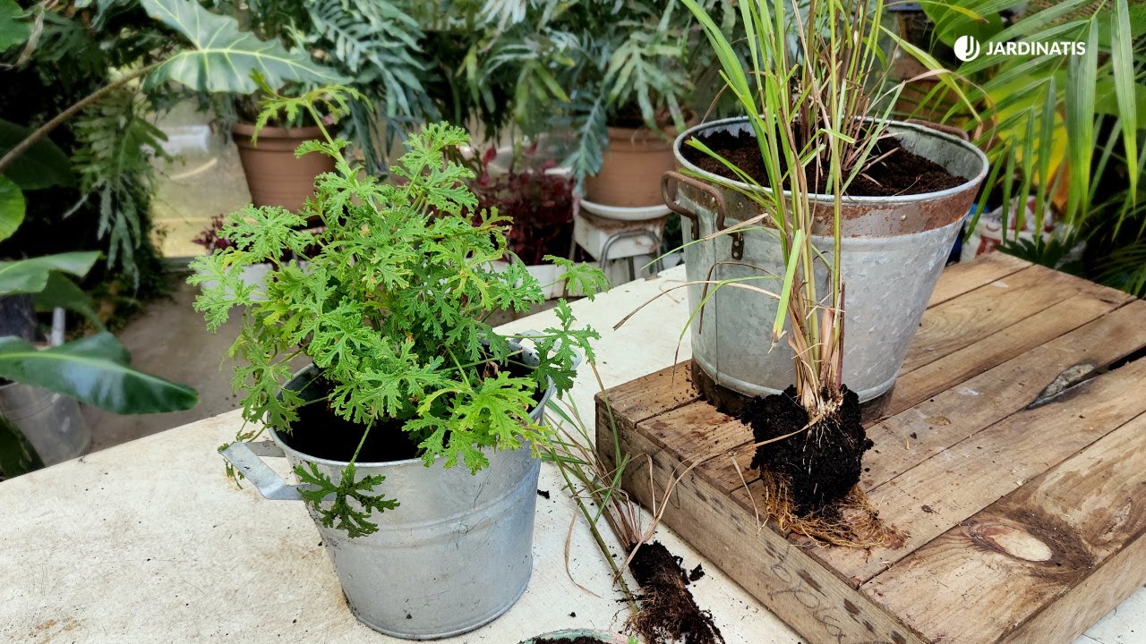 Citronela y Geranio limón: Cuidados y Reproducción de estas plantas Anti- mosquitos // Jardinatis