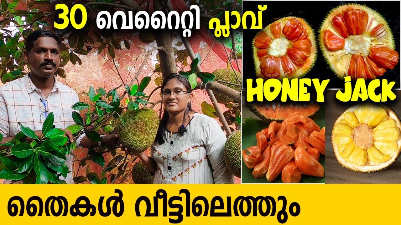 HONEY JACK|30 വെറൈറ്റി പ്ലാവ് |1000 വെറൈറ്റി EXOTIC PLANTS | അതിശയിപ്പിക്കുന്ന നഴ്സറി| EXOTIC PLANTS