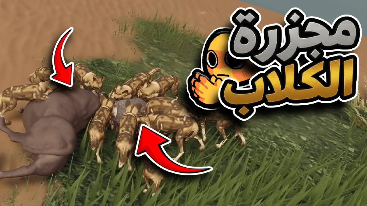 الكلب البري يجلِد الفيلة..  لحظات ما تتفوّت! في سافانا لايف