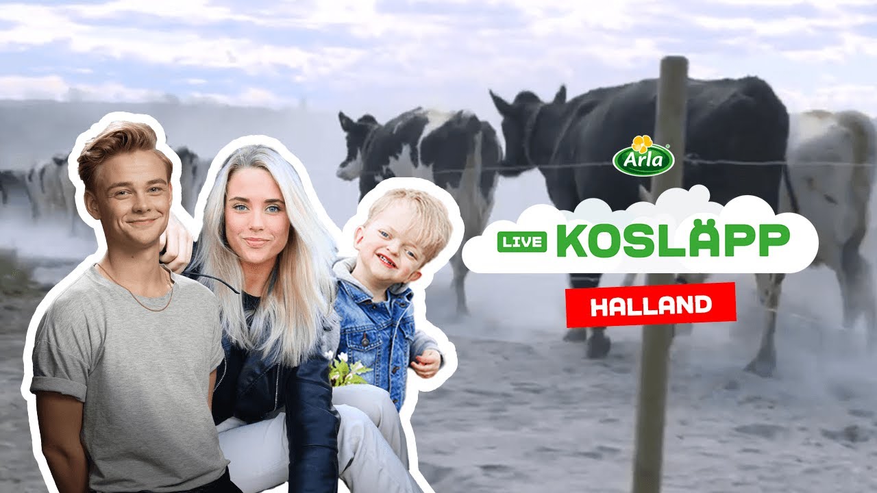 Digitalt Kosläpp på Arlagård i Halland