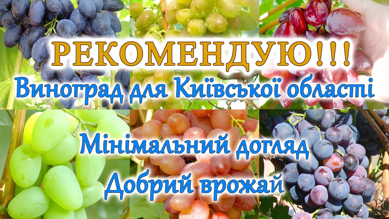 Врожай винограду на Київщині