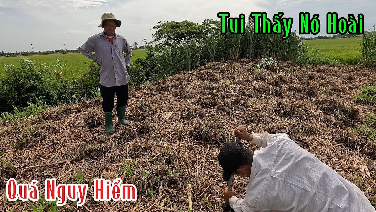 Anh Chủ Gò Cỏ Nói Con Hổ Mang Nó Ở Đây Lâu Lắm Rồi | Mười Thương SB