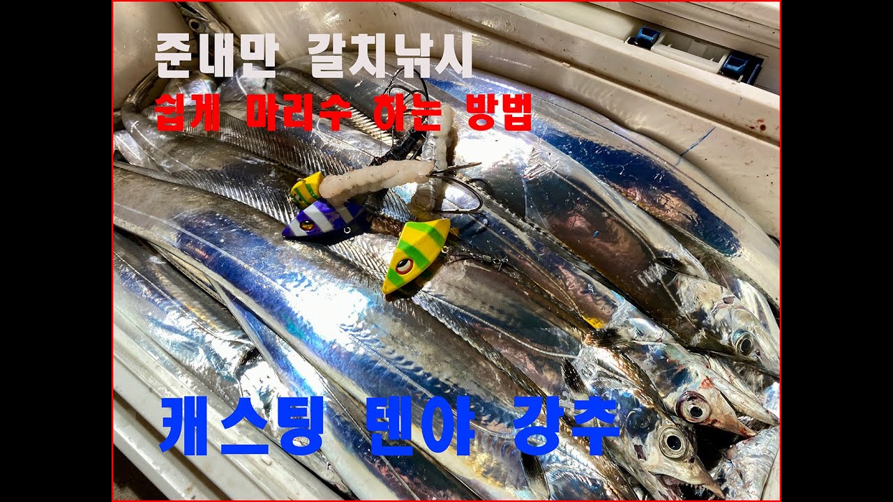 갈치낚시 준내만 캐스팅텐야로 마릿수 쿨러 조황 해 보세요.  액션에 바로 갈치입질이 들어옵니다.