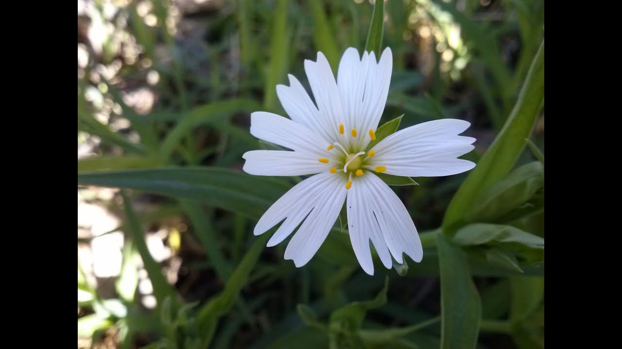 Stellaria Holostea (medicinal plant)