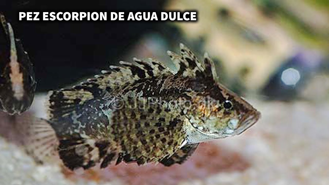 Neovespicula depressifrons | Cuidados y Alimentación del PEZ ESCORPIÓN DE AGUA DULCE | AcuariosLP