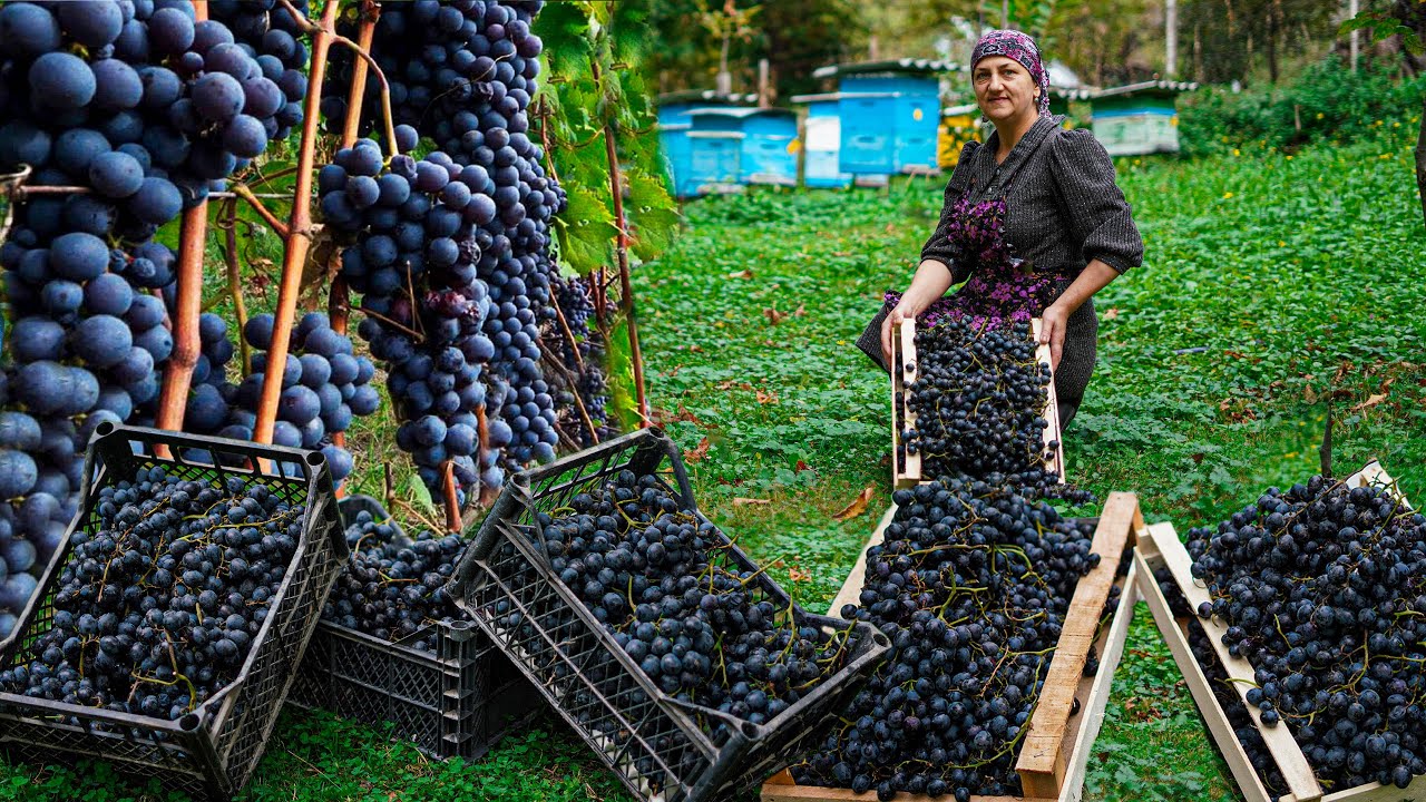 Grape harvest is being done in the village! - Traditional homemade grape juice recipes