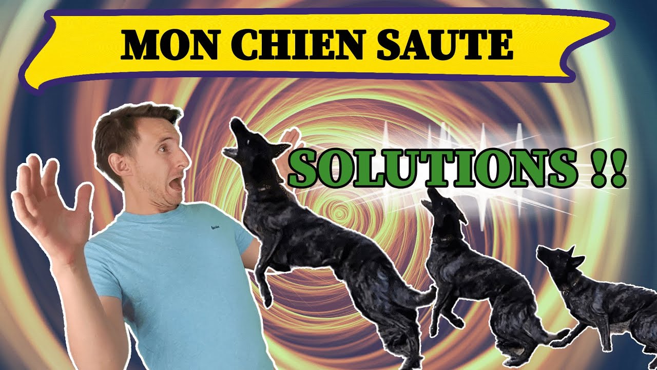 MON CHIEN SAUTE ! Gestion &eacute;motionnelle