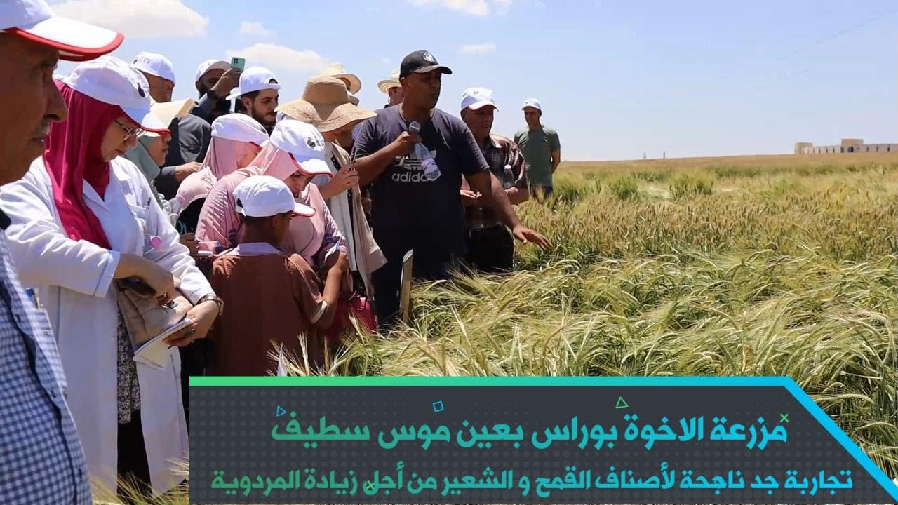 مزرعة الاخوة بوراس بعين موس سطيف تجاربة جد ناجحة لأصناف القمح و الشعير من أجل زيادة المردوية