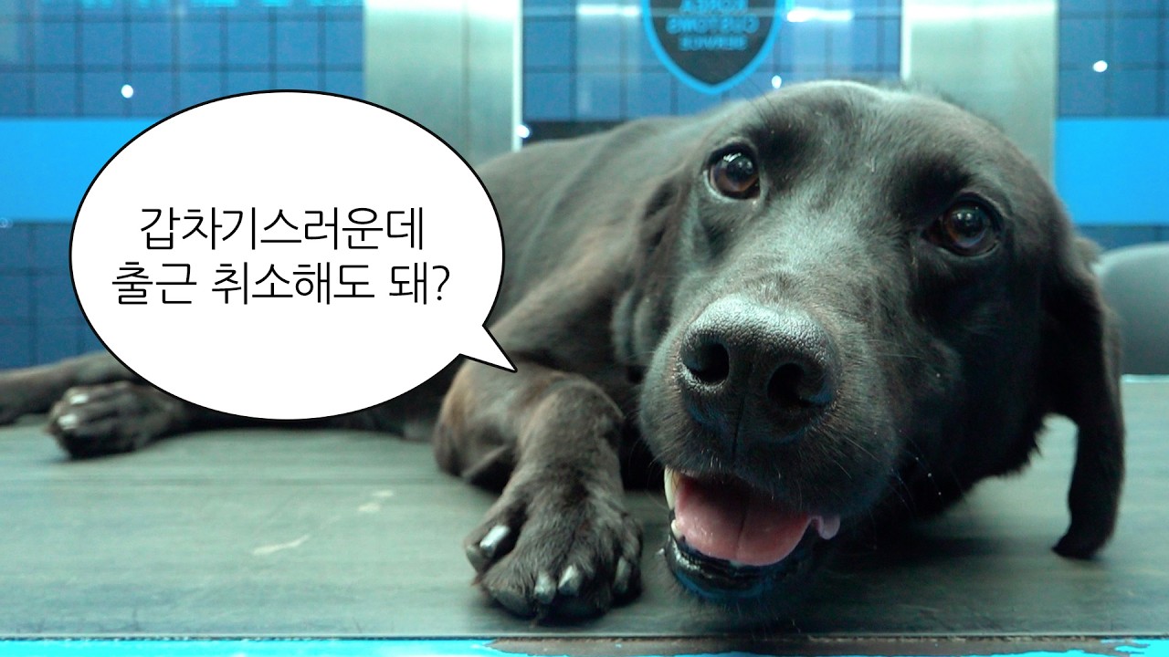 마약 적발왕도 출근은 힘드러... (※직장인 공감주의) [킁킁로그 EP.7]