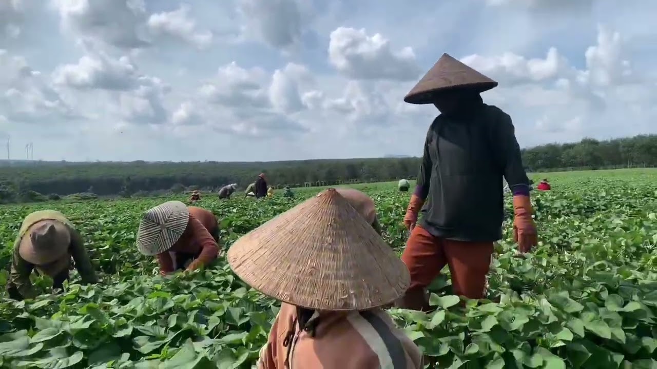 Công việc mỗi ngày của mình nhé cả nhà 🥰🥰🥰