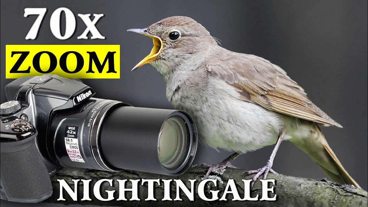 NIGHTINGALE Bird Song - 70x zoom *unbelievable*  Next video 12h Training Song