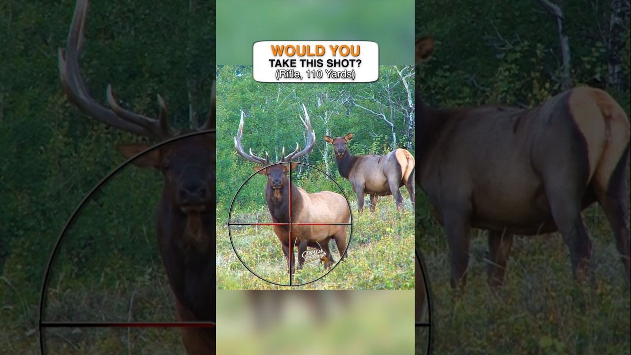 Big Bull Elk, Last Day....Would You? (why or why not) #elk  #hunting  #questionoftheday