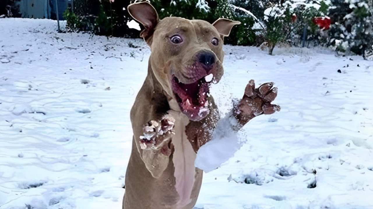 Try Not To Laugh Cats And Dogs Videos 😁 - BEST Funny Animal Videos 2024 🥰 #1