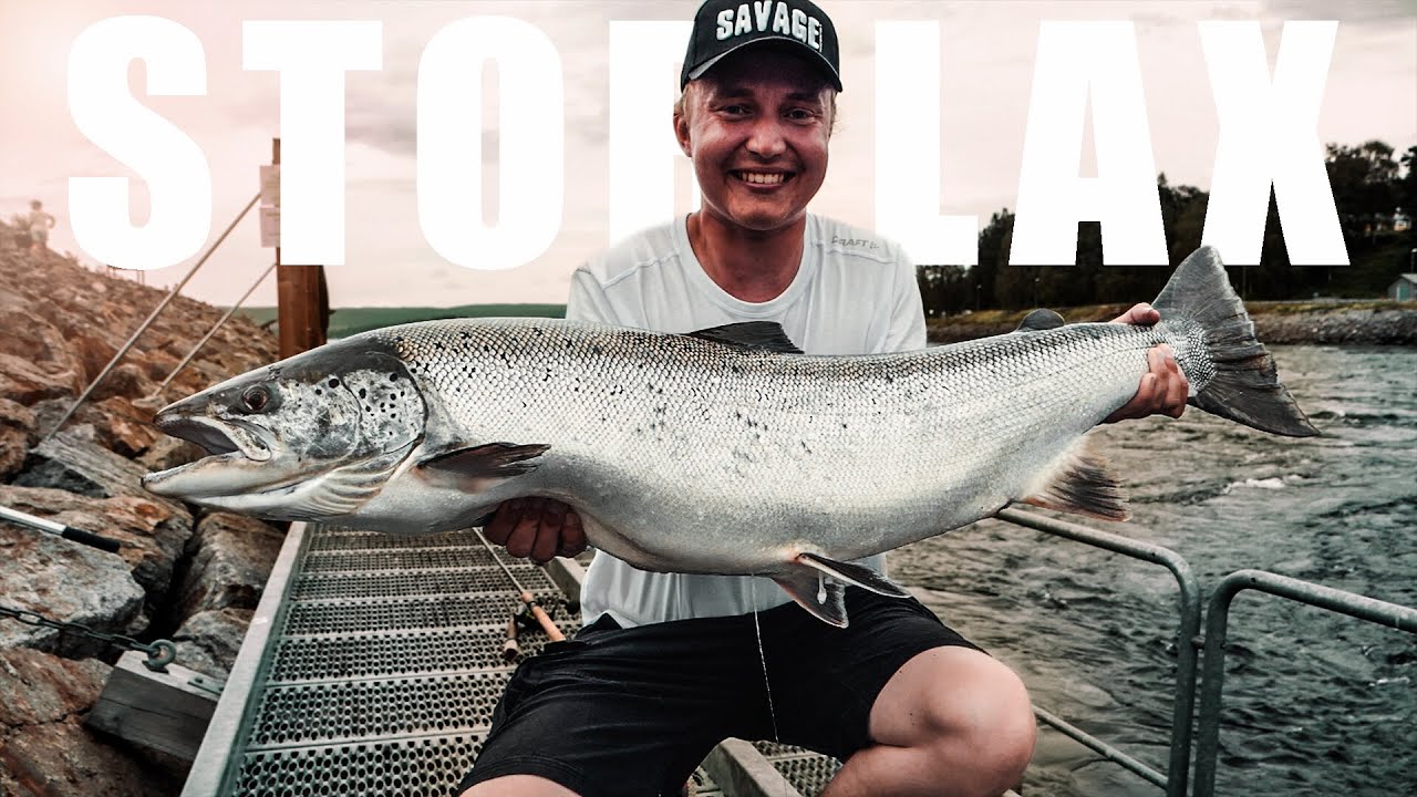 FISKAR STOR LAX I BERGEFORSEN - Sveriges bästa laxfiske?!