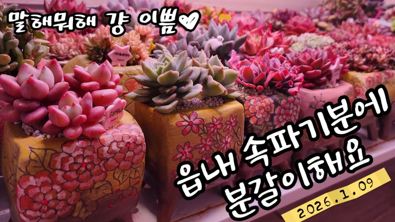 예쁜 화분과 예쁜 다육이의 조합🩷 한줄씩 채워나가는 즐거움이 있는 읍내분 분갈이
