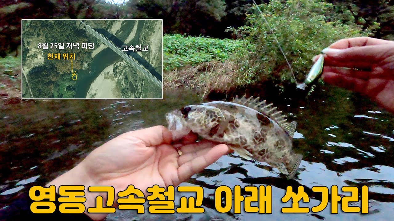 금강 영동 쏘가리 포인트/ 심천 날근이다리~ 고속철교 포인트 분석
